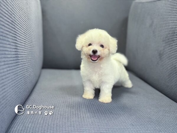 迷你比熊犬-妹妹 (1032)