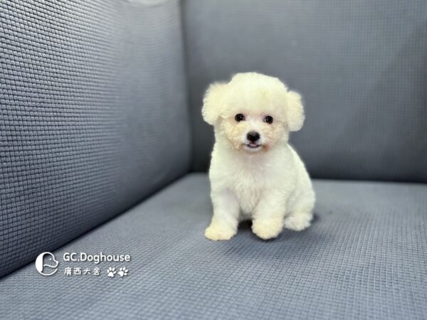 迷你比熊犬-妹妹 (1032)：圖片 4