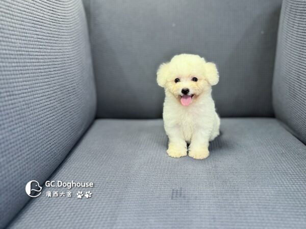 迷你比熊犬-妹妹 (1032)：圖片 3