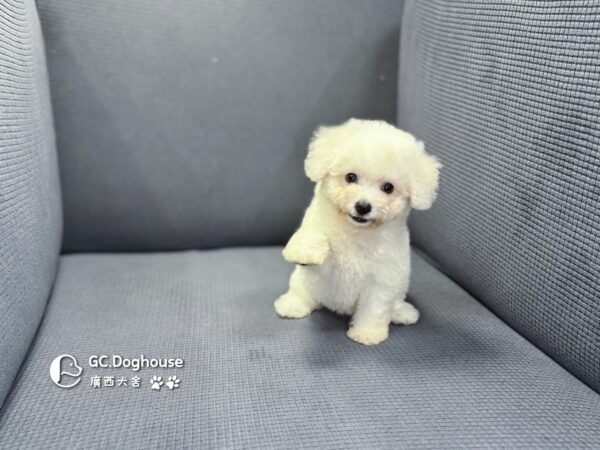 迷你比熊犬-妹妹 (1032)：圖片 2