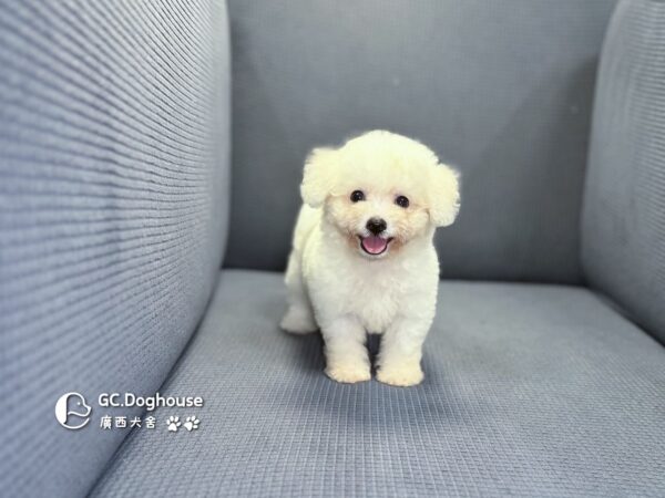 迷你比熊犬-妹妹 (1032)：圖片 11