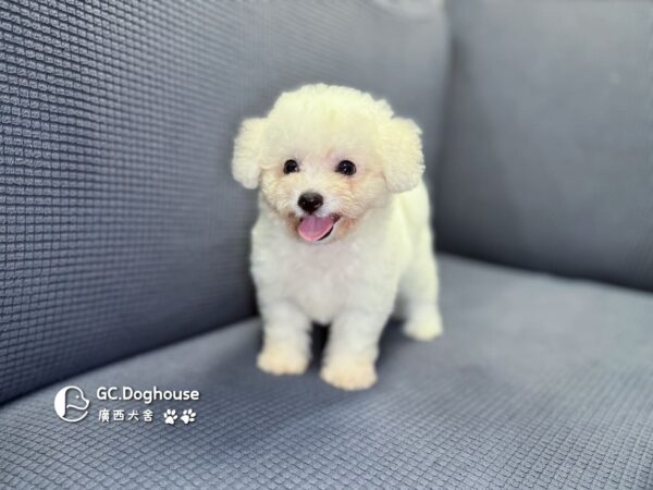 迷你比熊犬-妹妹 (1032)：圖片 10