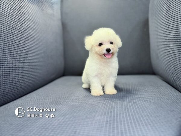 迷你比熊犬-妹妹 (1032)：圖片 8