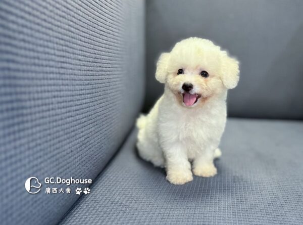 迷你比熊犬-妹妹 (1032)：圖片 7