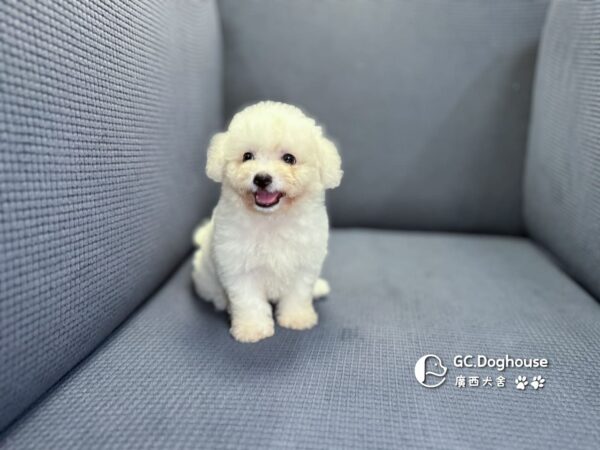 迷你比熊犬-妹妹 (1032)：圖片 6