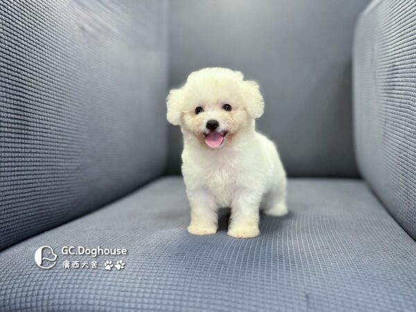 迷你比熊犬-妹妹 (1032)：圖片 5