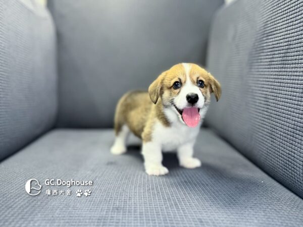 柯基犬-弟弟 (5710)：圖片 11