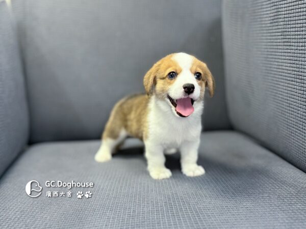 柯基犬-妹妹 (5712)