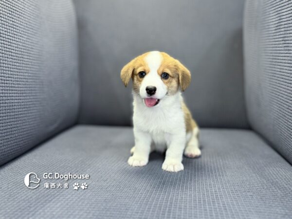 柯基犬-妹妹 (5712)：圖片 8