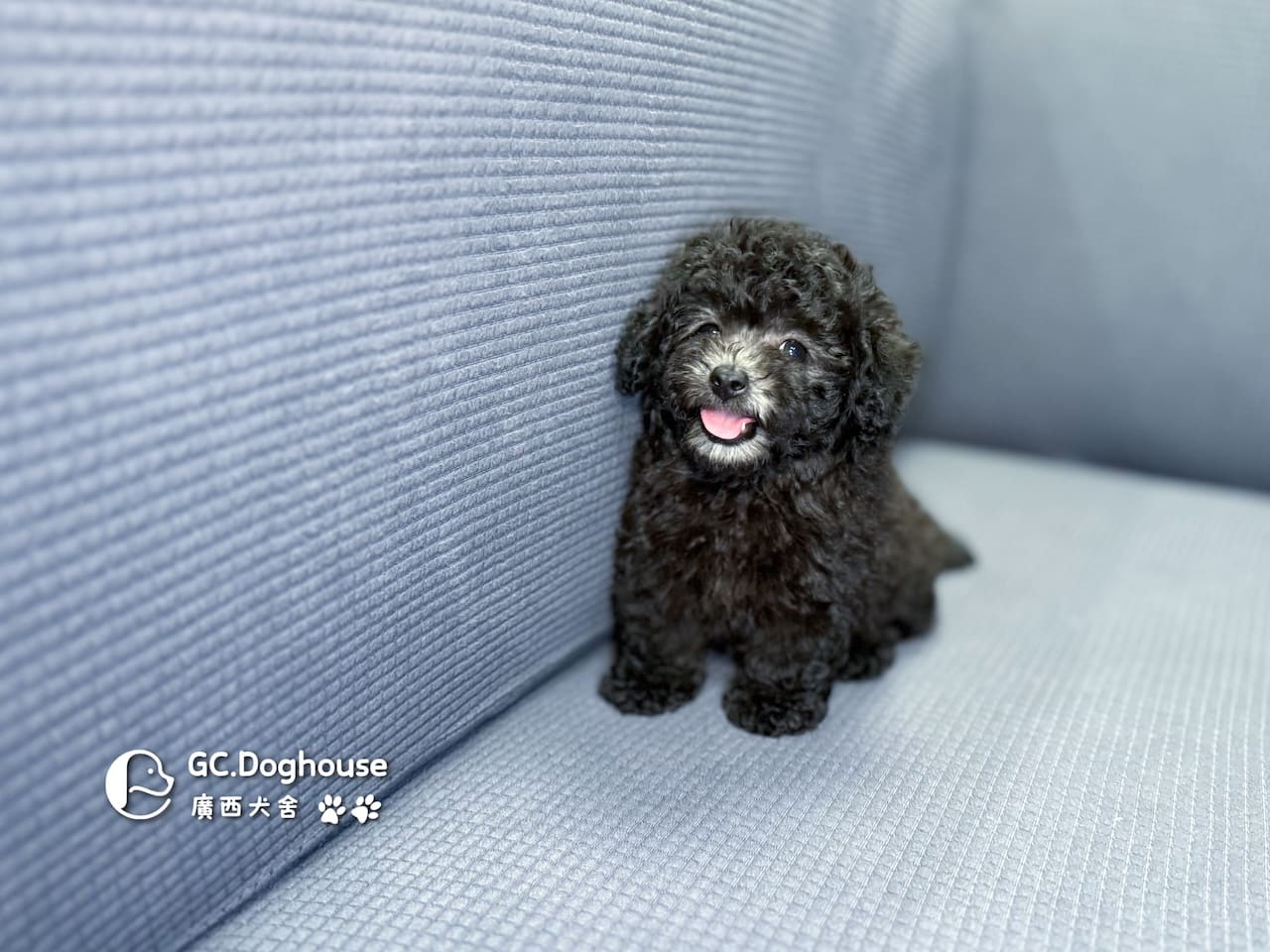 玩具型灰貴賓-弟弟 (5705)