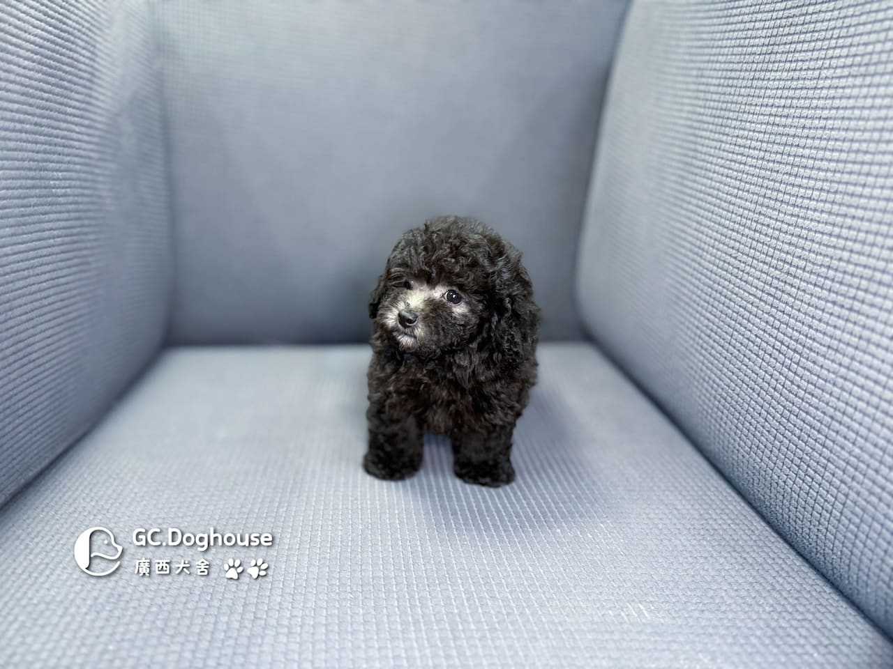 玩具型灰貴賓-弟弟 (5705):圖片 7