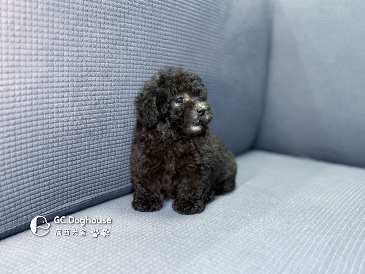 玩具型灰貴賓-弟弟 (5705):圖片 6