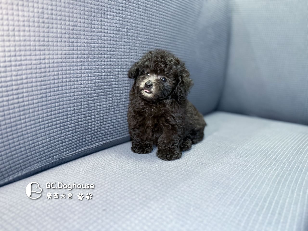 玩具型灰貴賓-弟弟 (5705):圖片 5