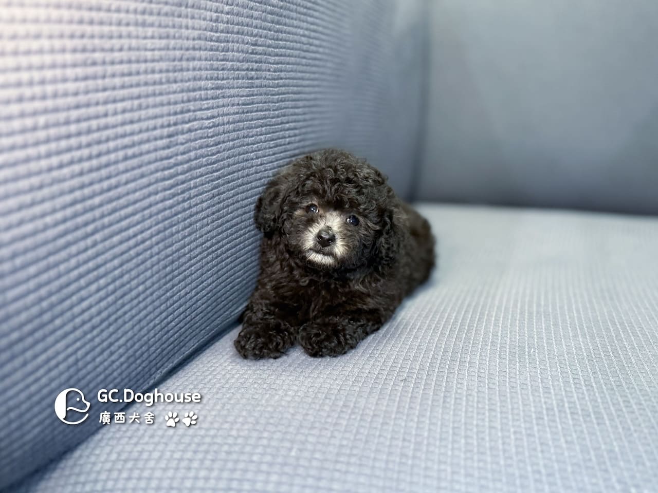 玩具型灰貴賓-弟弟 (5705):圖片 3