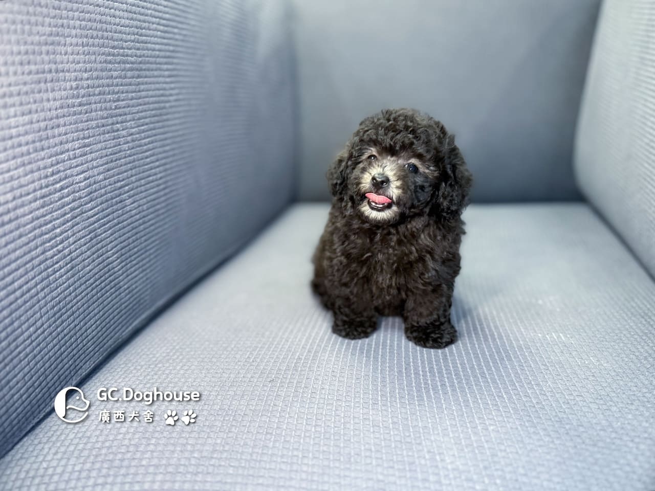 玩具型灰貴賓-弟弟 (5705):圖片 2