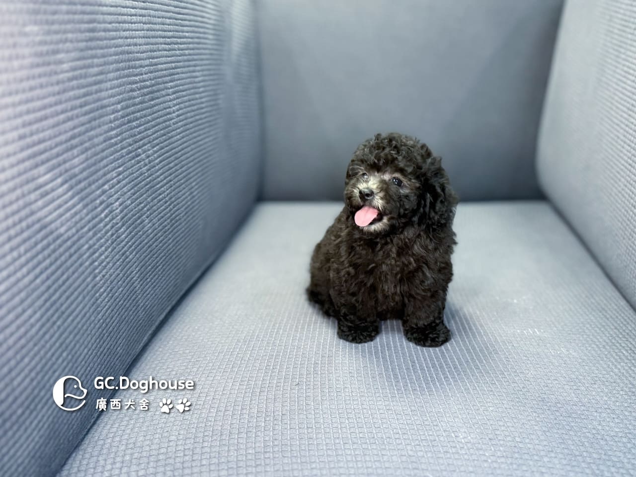 玩具型灰貴賓-弟弟 (5705):圖片 13