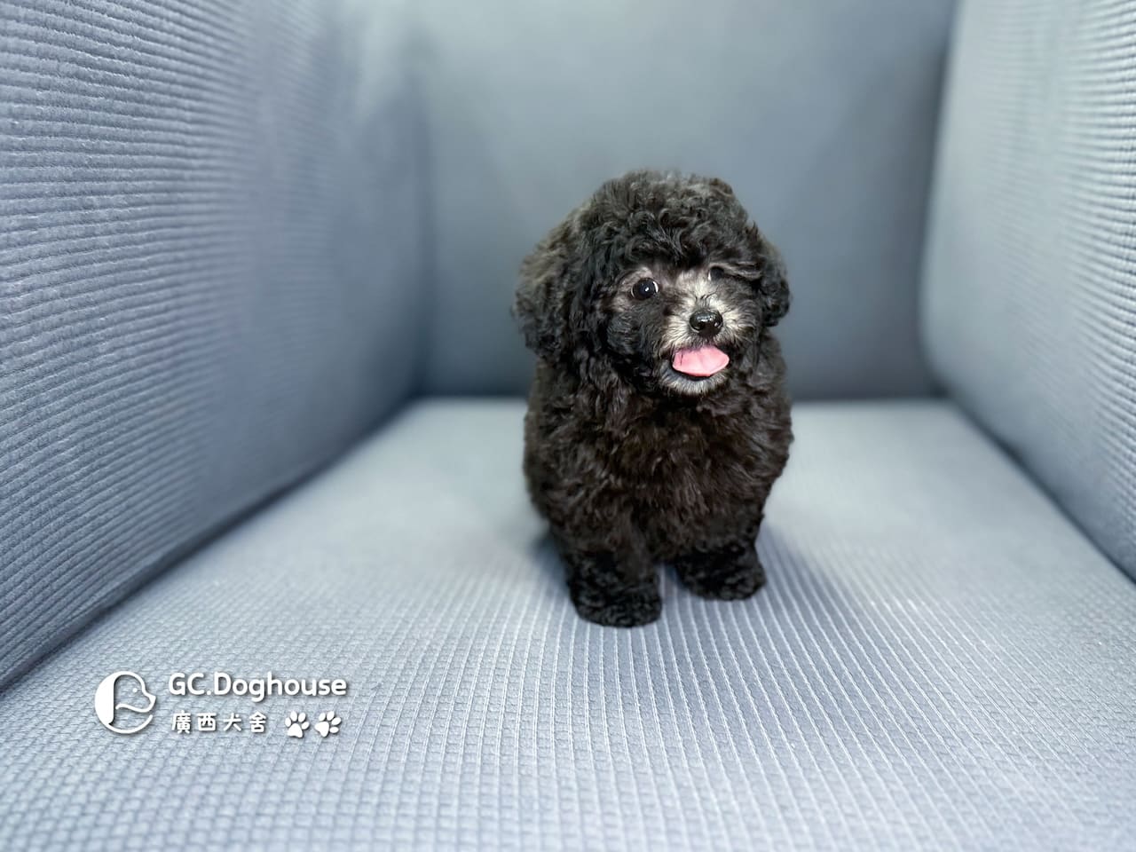 玩具型灰貴賓-弟弟 (5705):圖片 12