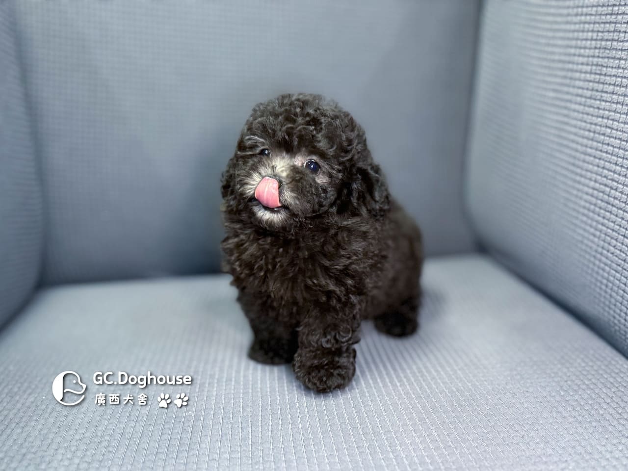 玩具型灰貴賓-弟弟 (5705):圖片 11