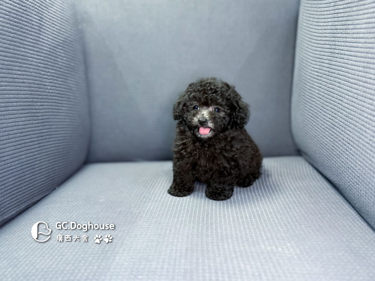 玩具型灰貴賓-弟弟 (5705):圖片 10