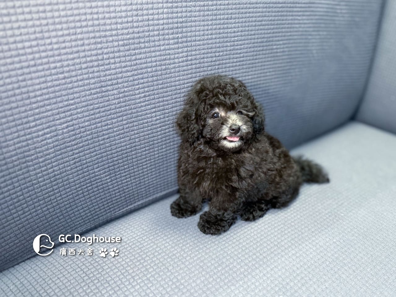 玩具型灰貴賓-弟弟 (5705):圖片 9