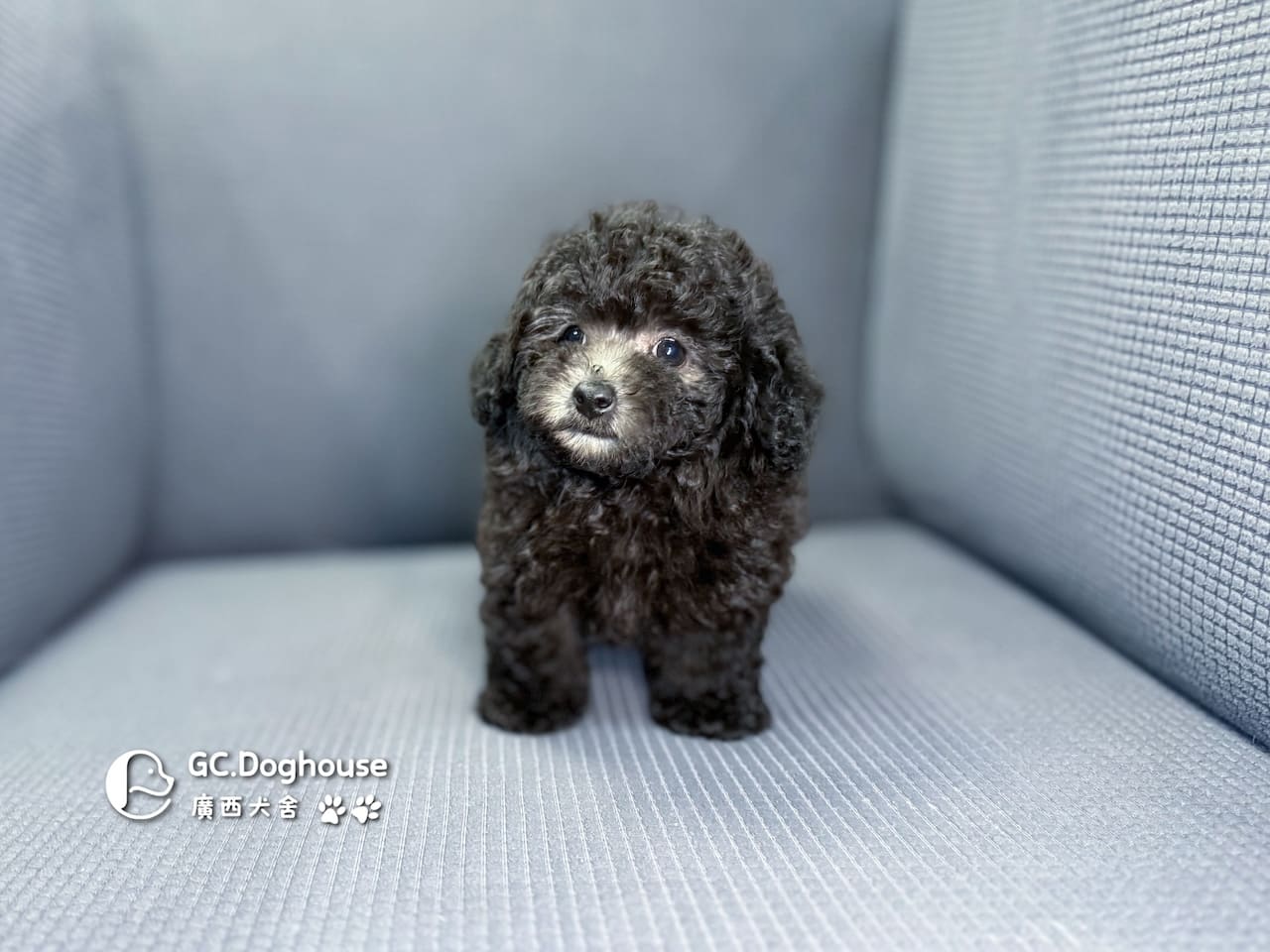 玩具型灰貴賓-弟弟 (5705):圖片 8