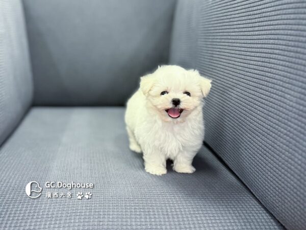 迷你瑪爾濟斯-弟弟(1019)：圖片 13