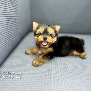 迷你型約克夏-弟弟 (5728)