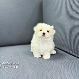 迷你型瑪爾濟斯-弟弟(5725)