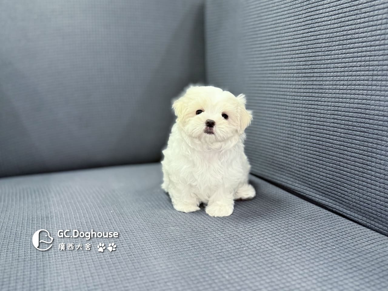 迷你型瑪爾濟斯-弟弟(5725)