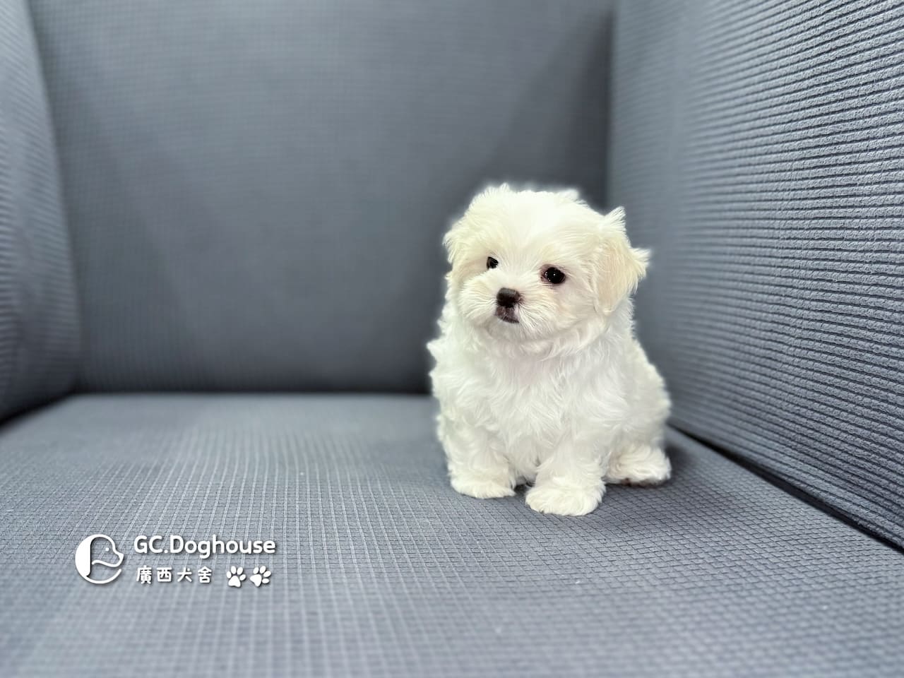 迷你型瑪爾濟斯-弟弟(5725):圖片 9