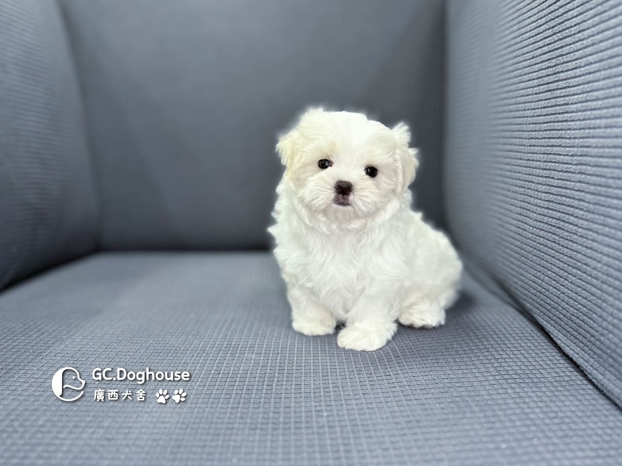 迷你型瑪爾濟斯-弟弟(5725):圖片 8