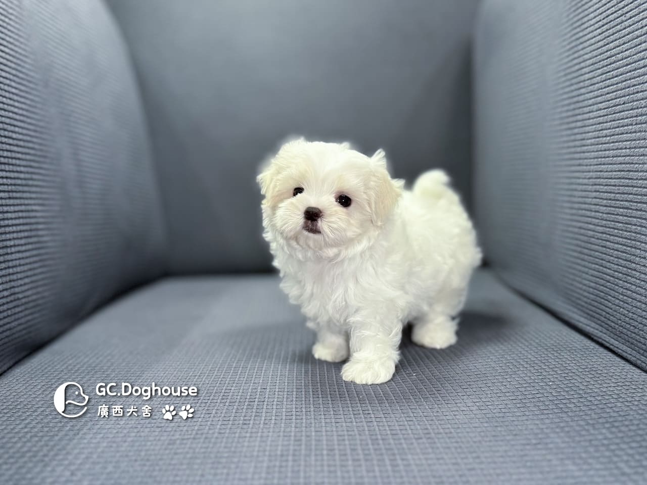 迷你型瑪爾濟斯-弟弟(5725):圖片 6