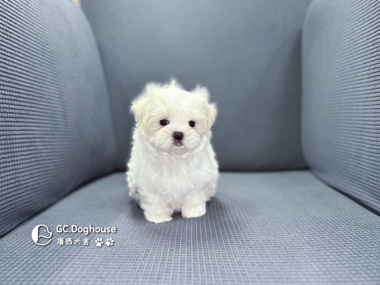 迷你型瑪爾濟斯-弟弟(5725):圖片 5