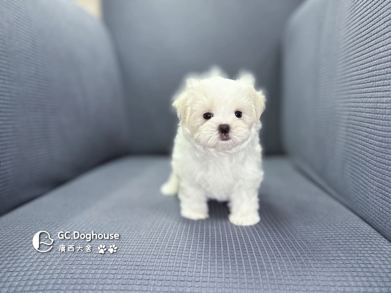 迷你型瑪爾濟斯-弟弟(5725):圖片 4