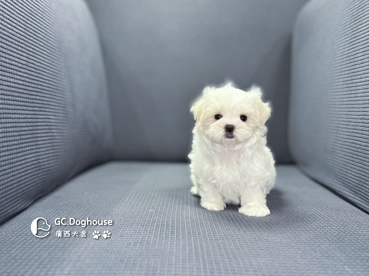 迷你型瑪爾濟斯-弟弟(5725):圖片 3