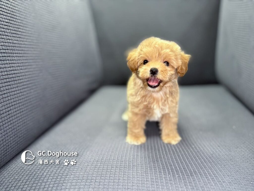 maltipoo-1140609-5721-16