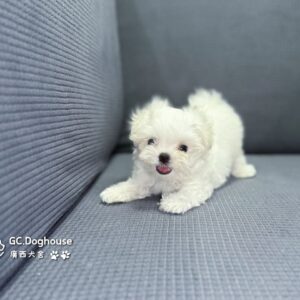 茶杯型瑪爾濟斯-妹妹(5727)