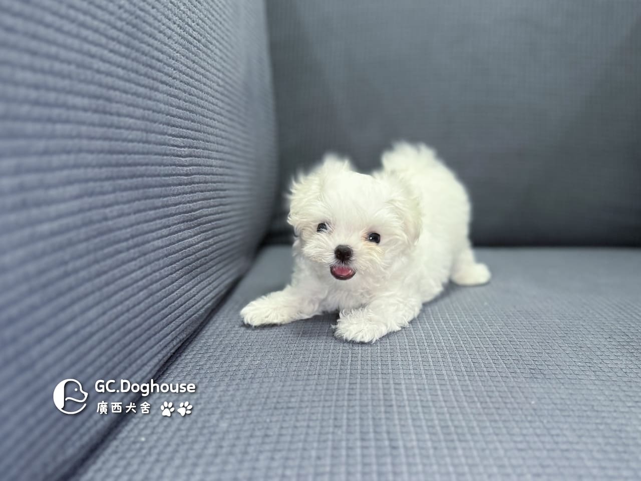 茶杯型瑪爾濟斯-妹妹(5727)