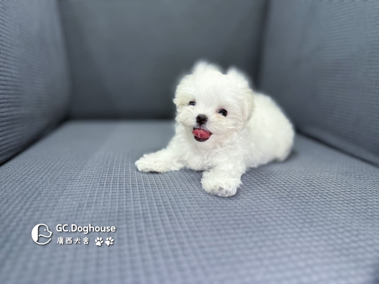 茶杯型瑪爾濟斯-妹妹(5727):圖片 7