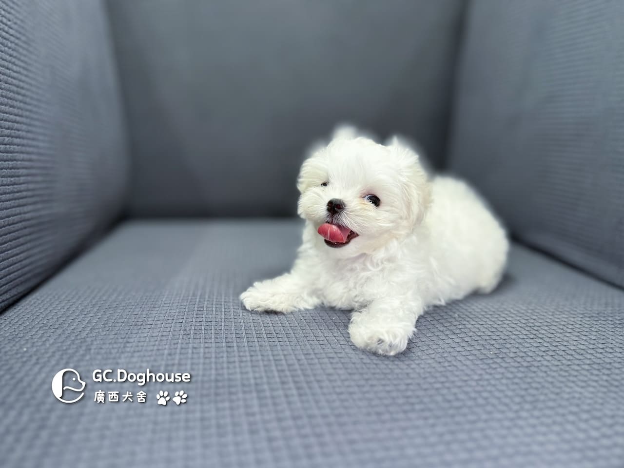 茶杯型瑪爾濟斯-妹妹(5727):圖片 6