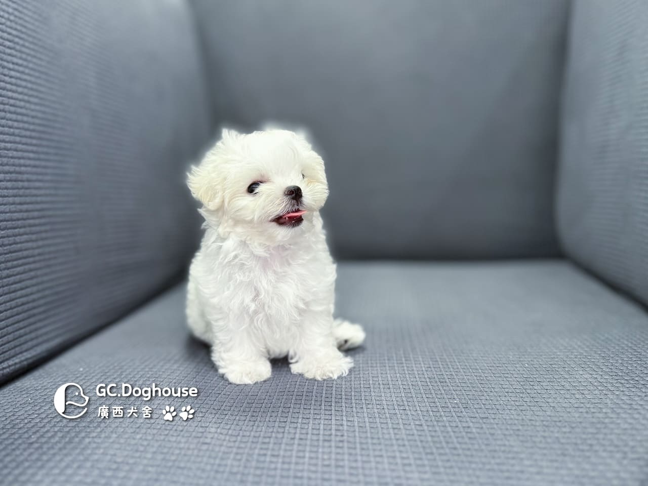 茶杯型瑪爾濟斯-妹妹(5727):圖片 5