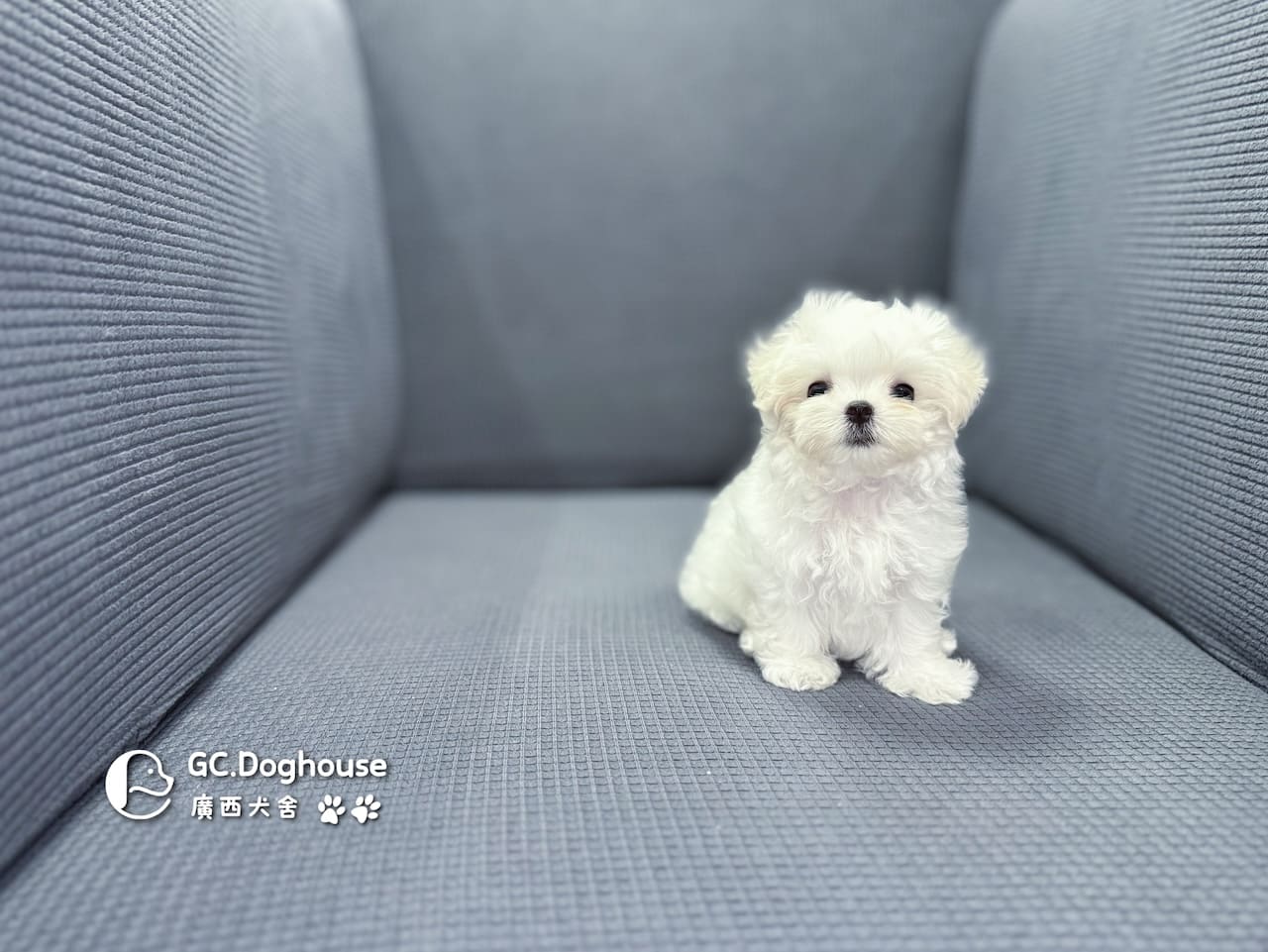 茶杯型瑪爾濟斯-妹妹(5727):圖片 4