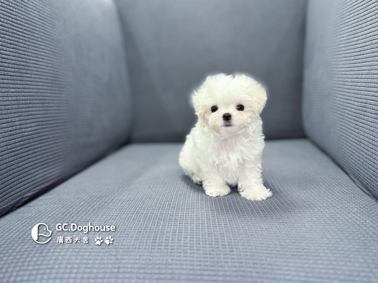 茶杯型瑪爾濟斯-妹妹(5727):圖片 3