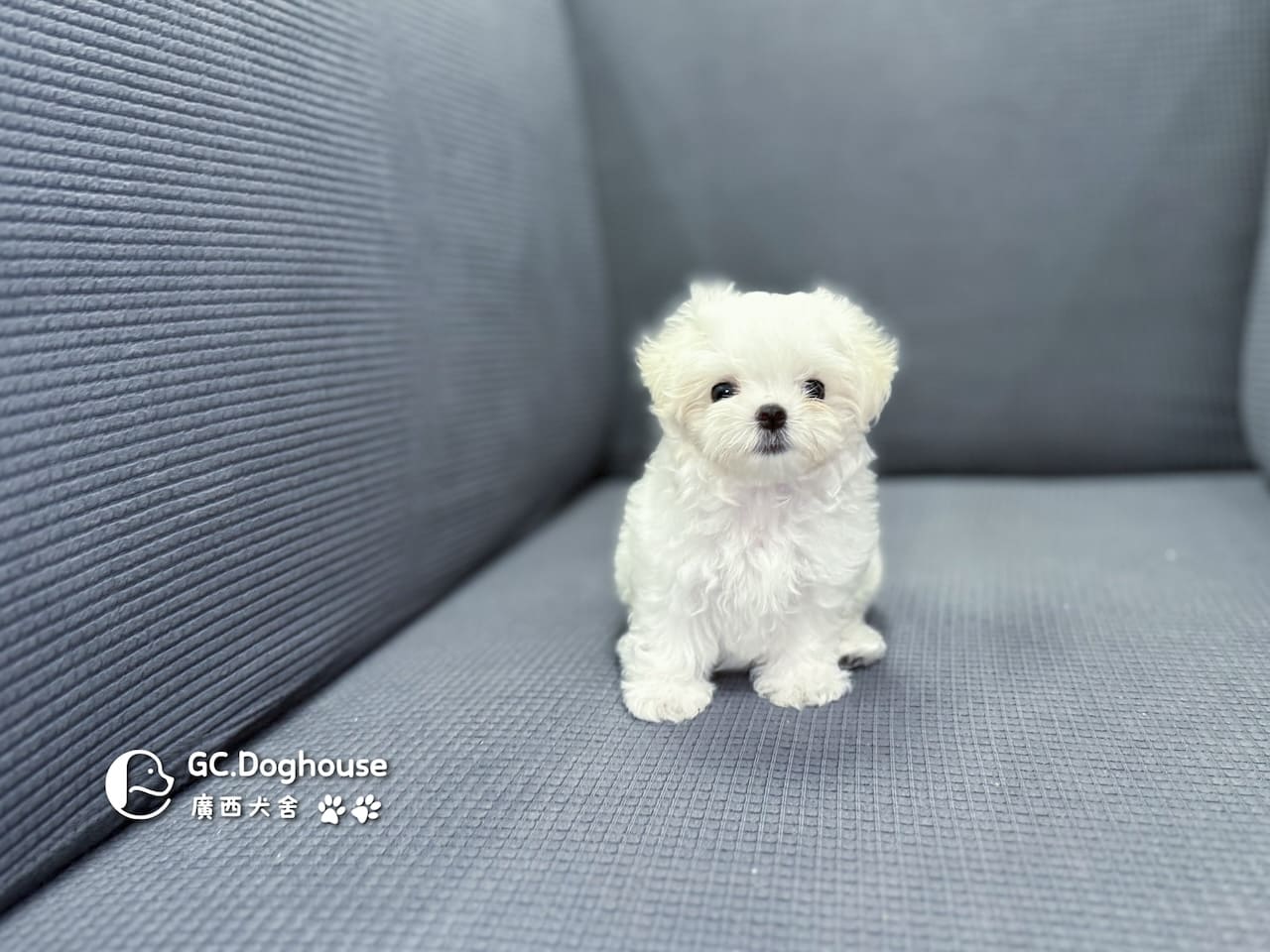 茶杯型瑪爾濟斯-妹妹(5727):圖片 2