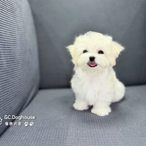 迷你型瑪爾濟斯-弟弟(5748)