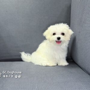 迷你型瑪爾濟斯-弟弟(5748)