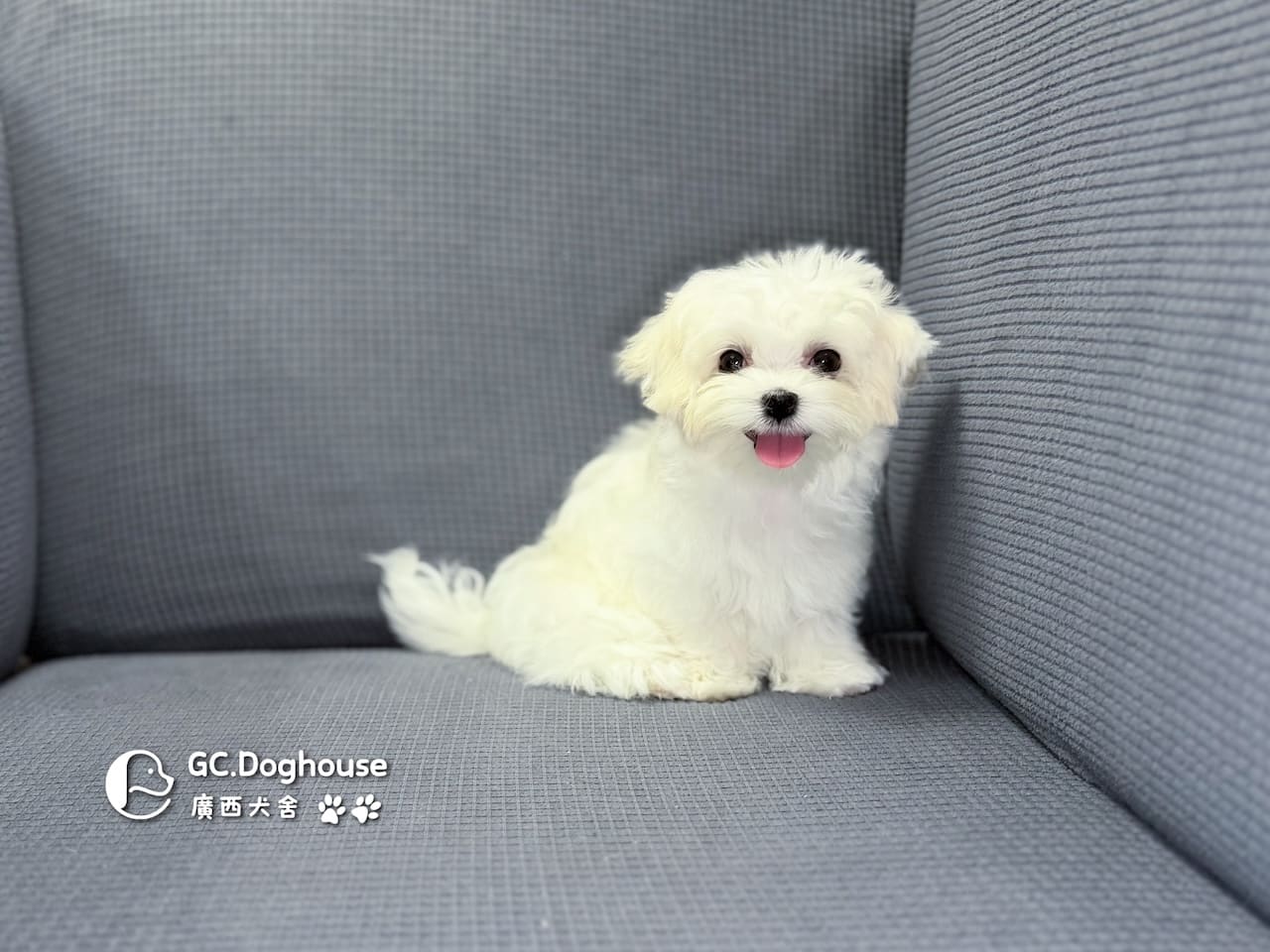 迷你型瑪爾濟斯-弟弟(5748)