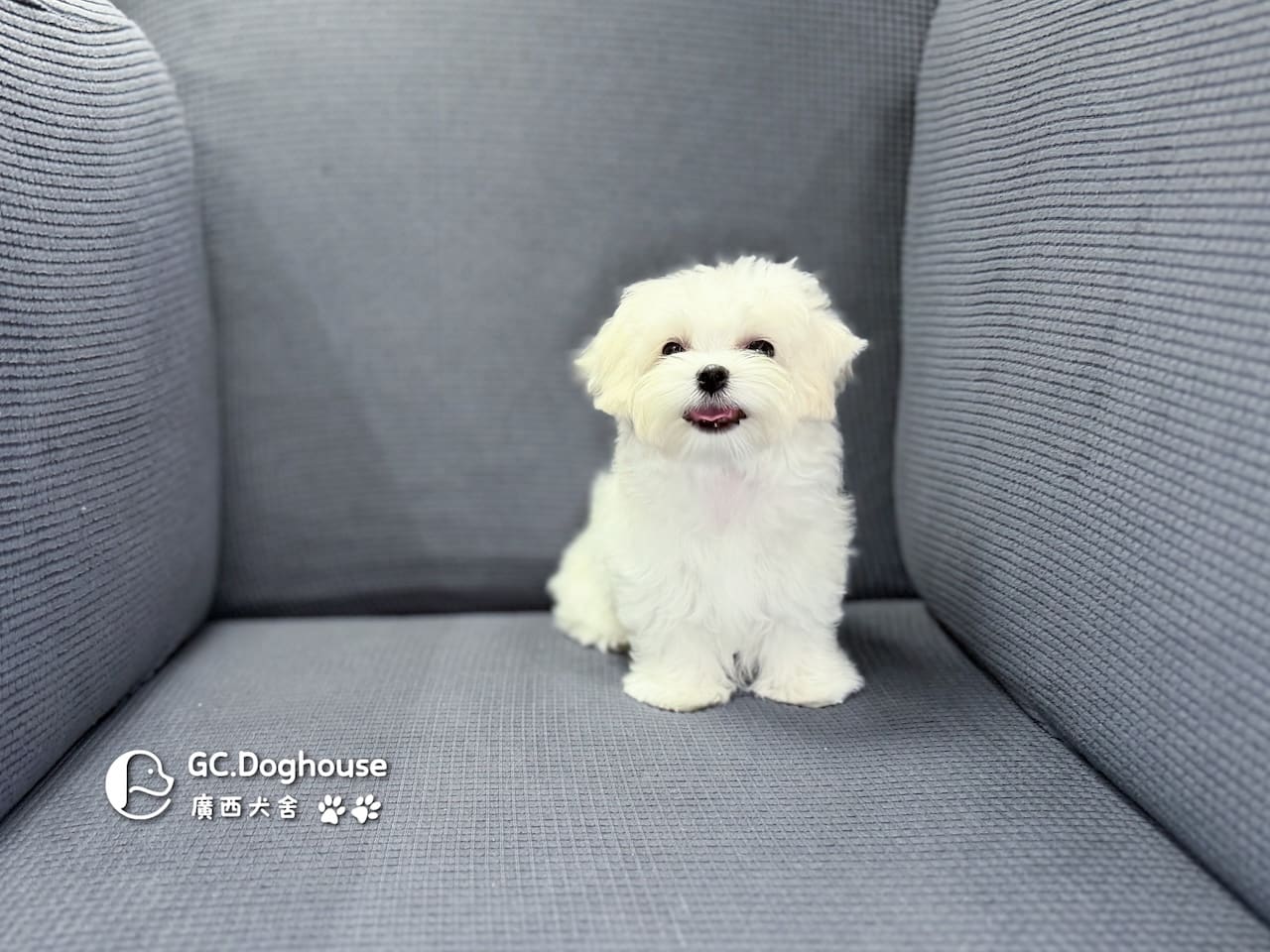 迷你型瑪爾濟斯-弟弟(5748):圖片 2