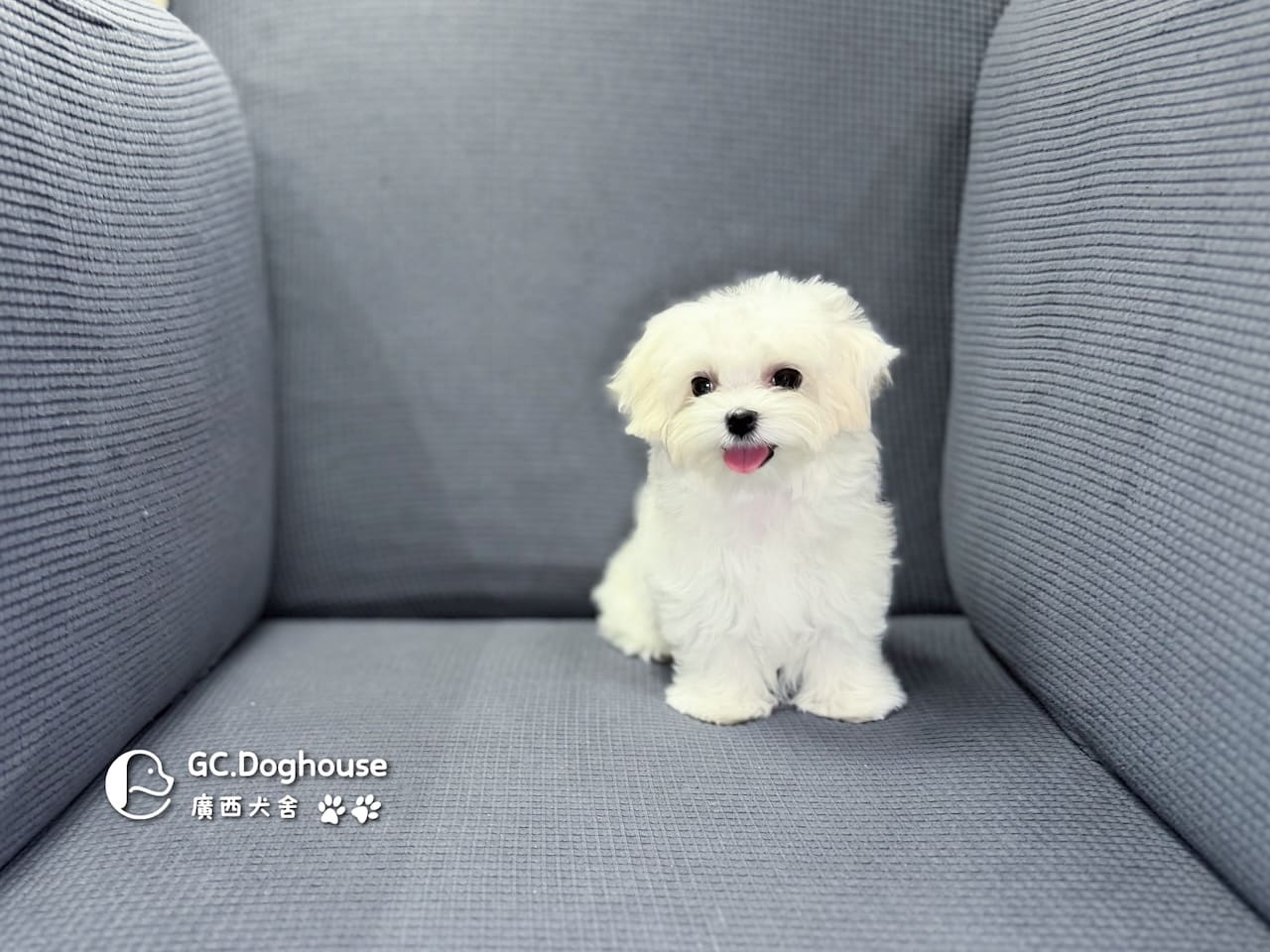 迷你型瑪爾濟斯-弟弟(5748):圖片 3