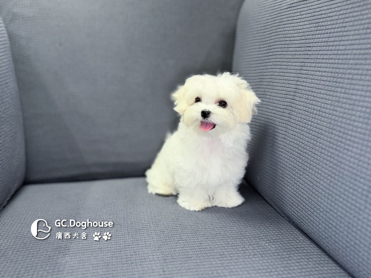 迷你型瑪爾濟斯-弟弟(5748):圖片 4